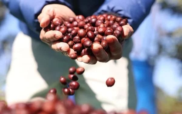Factors that create value for exported coffee