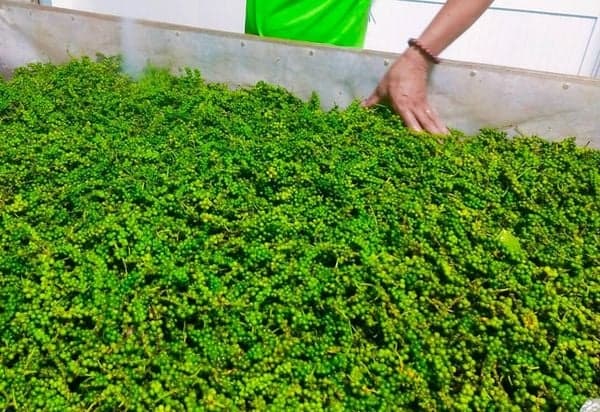 Tracking pepper quality and price by lot