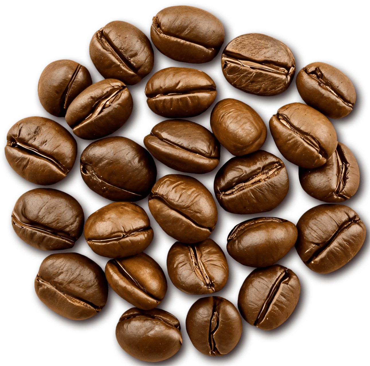 Coffee harvesting process at Tan Tai Company plantation